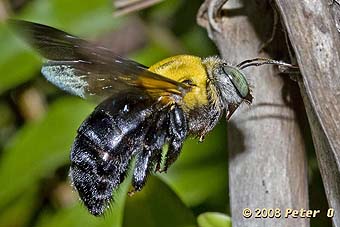 Great carpenter bee female by Peter O