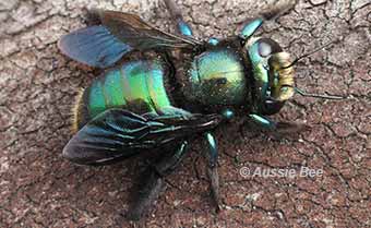 Metallic carpenter bee