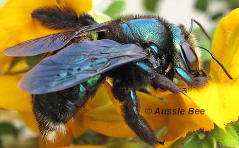 Xylocopa Lestis green carpenter bee