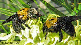 native carpenter bees