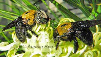 This huge black bee is a gentle giant - Australian Geographic