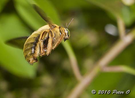 Great Carpenter Bee male by Peter O