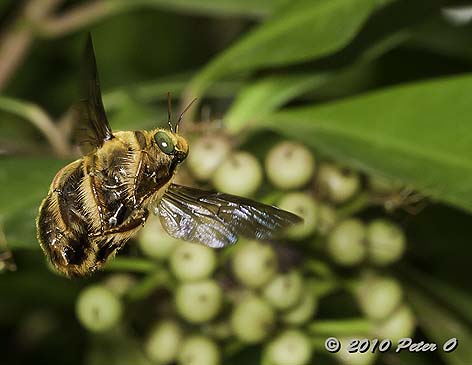 Male of the Great Carpenter Bee by Peter O