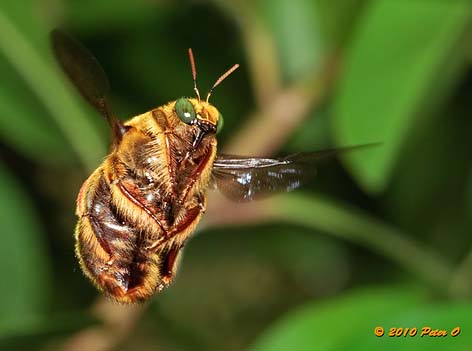 male carpenter bee by Peter O