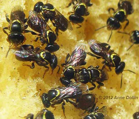 Austroplebeia cincta workers