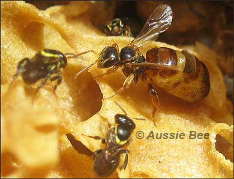 Austroplebeia cincta -- stingless native bee queen