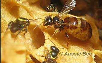 Austroplebeia cincta native bees