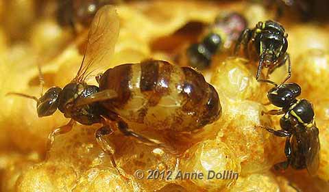 Austroplebeia cincta stingless bee queen