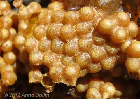 Austroplebeia cincta brood