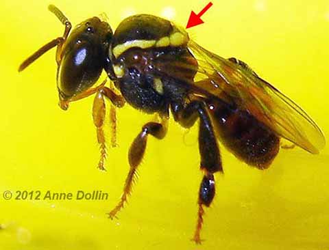 Austroplebeia cincta worker