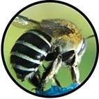 Bluebanded bee