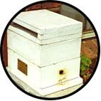 Stingless bee hive