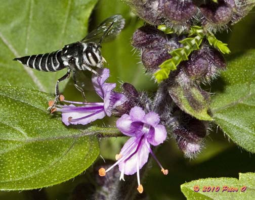 native coelioxys cuckoo bee by Peter O