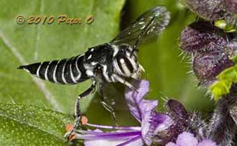 Cuckoo bee that attacks Leafcutter bees