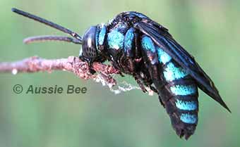 native bee photo gallery