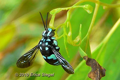 Thyreus Cuckoo Bee by Erica Siegel