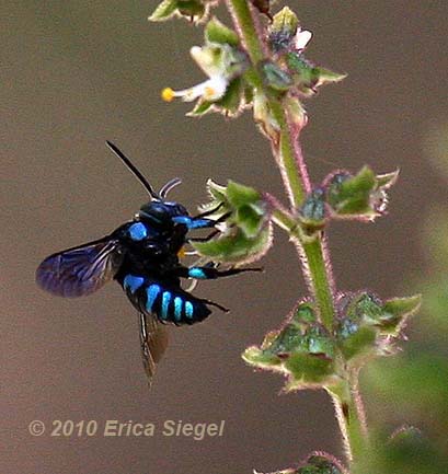 Neon Cuckoo Bee by Erica Siegel