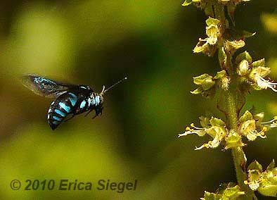 Thyreus nitidulus by Erica Siegel