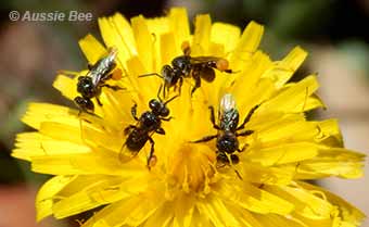 Even dandelion weeds can support native bees