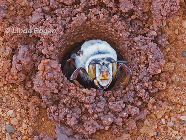 dawsons burrowing bee female by Linda Rogan