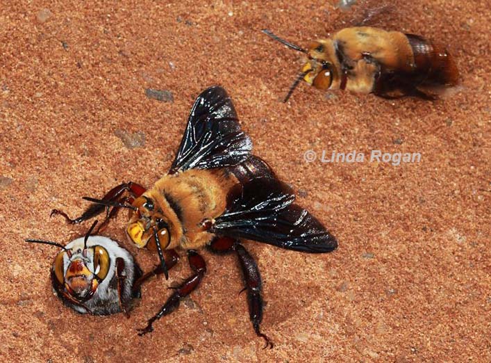 two male dawsons burrowing bees compete for an emerging female - by Linda Rogan