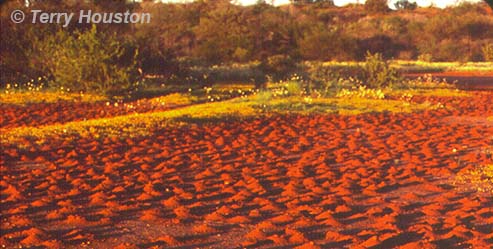 dawsons burrowing bees nest site by Terry Houston