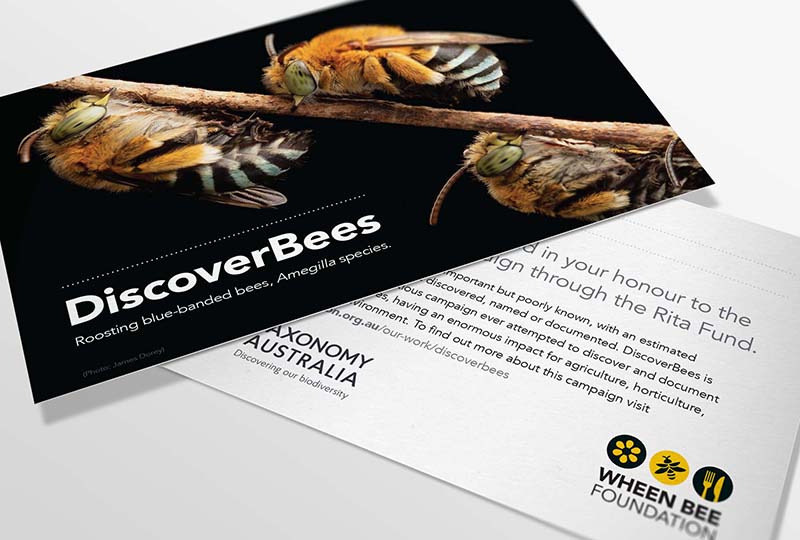 Donations to support Australian native bees through the DiscoverBees campaign