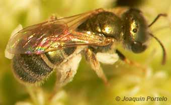 Introduced Emerald Furrow Bee