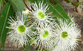 gum blossom for native bees