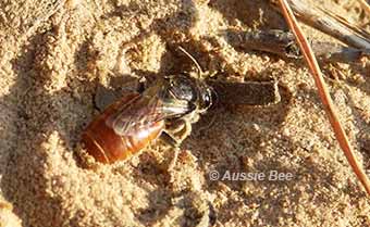 native bee digging a nest in the ground