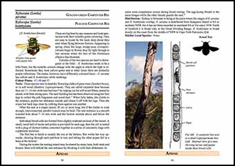 Field Guide: Native Bees of the Sydney Region