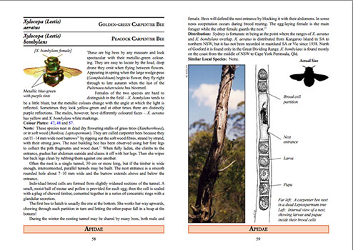 Aussie Bee field guide ebook on Australian native bees