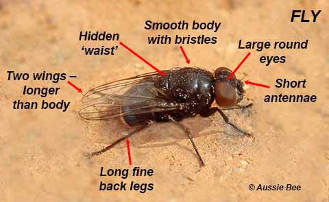distinguishing features of flies