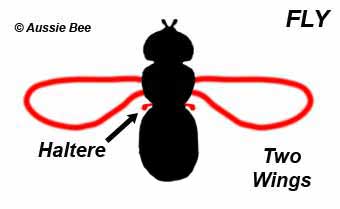 fly wings diagram