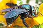 Lestis carpenter native bee