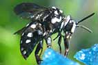 thyreus cuckoo bee