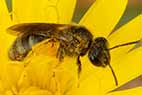 lasioglossum native bee