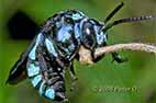 thyreus cuckoo bee