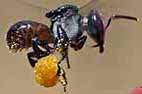 tetragonula stingless native bee