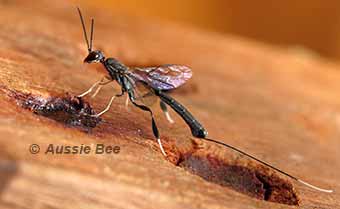 Gasterupid wasp