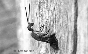 Gasterupid wasp attacking a resin bee nest