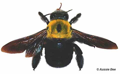 Great Caprpenter Bee ID photo