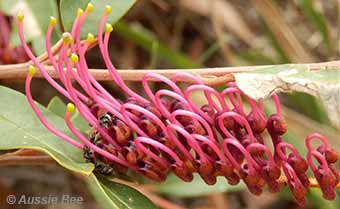 Royal Mantle Grevillea with stingless bees