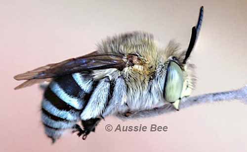 Bluebanded bee on roost