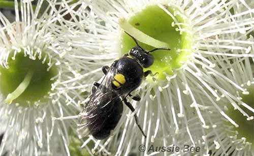 native Masked Bee