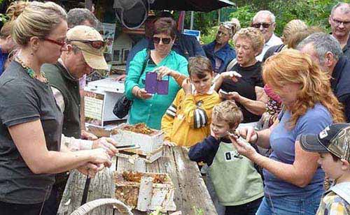 Native bee workshops