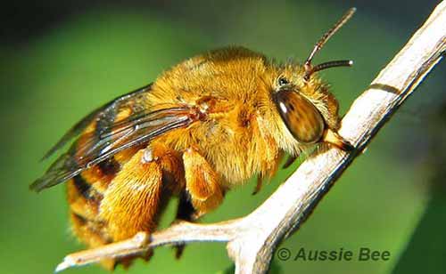 Teddy bear bee on roost