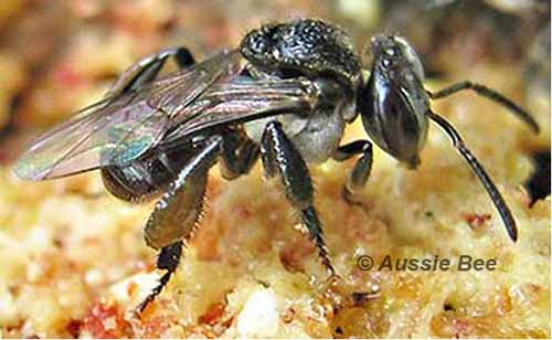 Tetragonula stingless bee