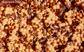 Brood comb of Tetragonula hockingsi stingless bees