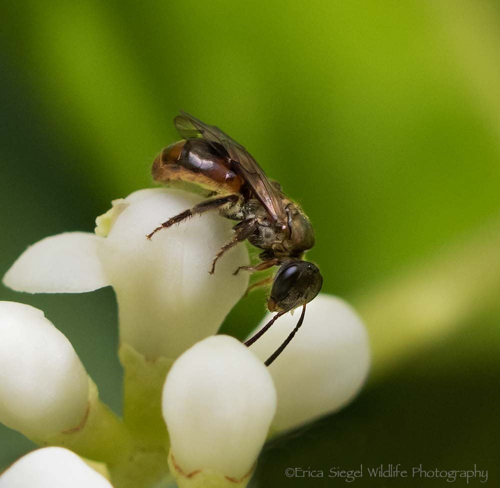 native bees